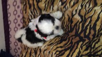 shih tzu varias ninhadas para reserva 83484348 whatsapp ou fixo 37109564